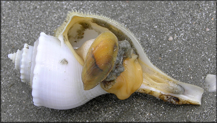 Busycotypus canaliculatus (Linnaeus, 1758) Albino