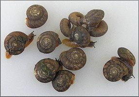 Anguispira strongylodes (L. Pfeiffer, 1854) Southeastern Tigersnail