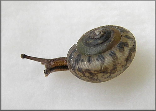 Daedalochila uvulifera (Shuttleworth, 1852) Juvenile Specimen Showing Periostracal Hairs