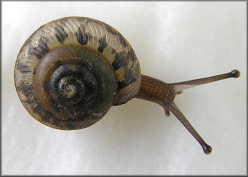 Daedalochila uvulifera (Shuttleworth, 1852) Juvenile Specimen Showing Periostracal Hairs