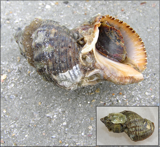 Stramonita haemastoma (Linnaeus, 1767) Florida Rocksnail Freak