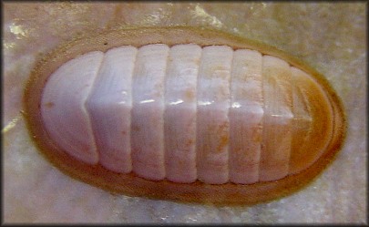 Stenosemus sharpii (Pilsbry, 1896)