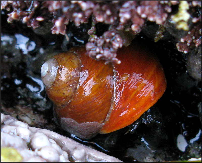 Chlorostoma brunneum (Philippi, 1848) Brown Tegula In Situ