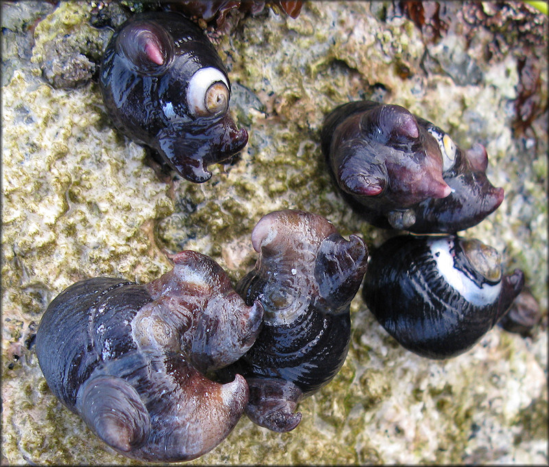 Garnotia adunca (G. B. Sowerby I, 1825) Hooked Slippersnail