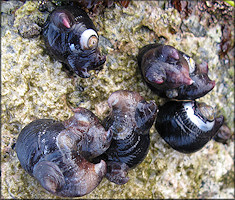 Garnotia adunca (G. B. Sowerby I, 1825) Hooked Slippersnail