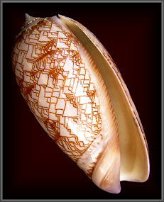 Oliva porphyria (Linnaeus, 1758)