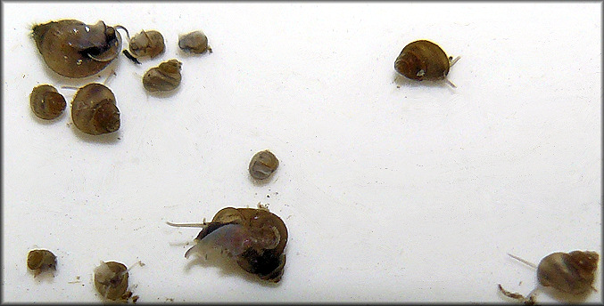 Floridobia porterae (F. Thompson, 2000) Green Cove Springsnail