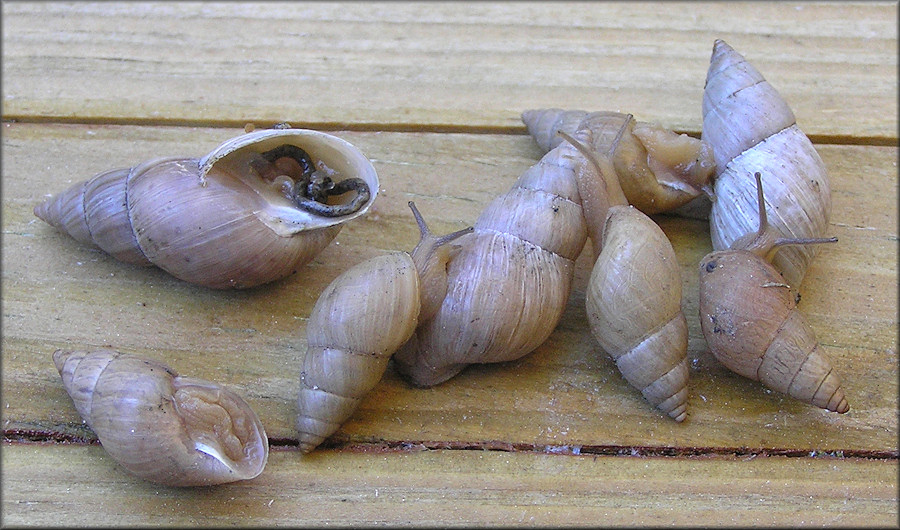 Bulimulus sporadicus (d’Orbigny, 1835) From The Florida East Coast Railway Terminal (10/28/2014)