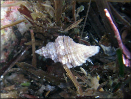 Ocinebrina subangulata (Stearns, 1873)