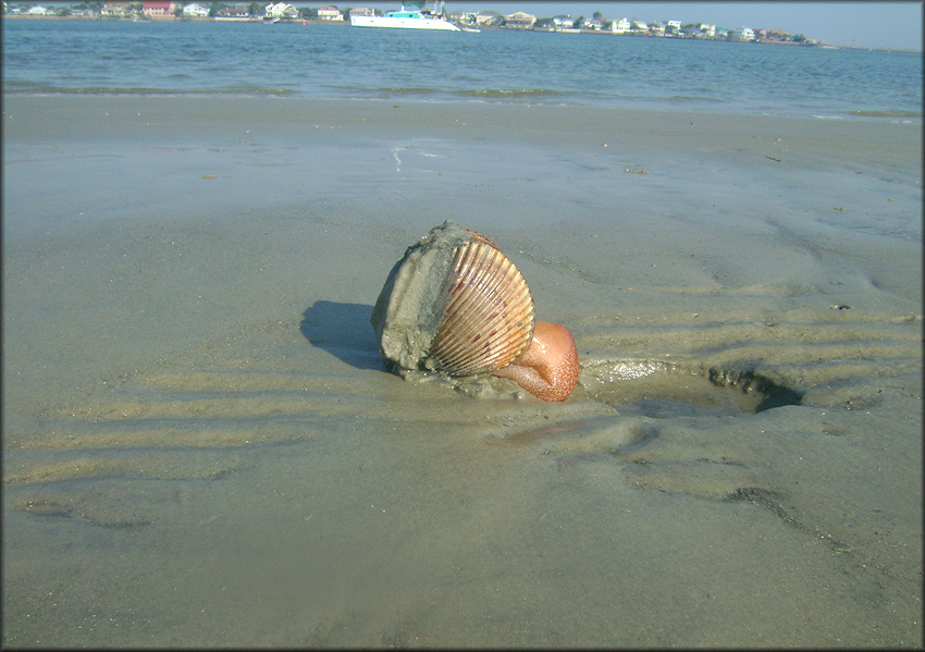 Dinocardium robustum (John Lightfoot, 1786) Atlantic Giant Cockle