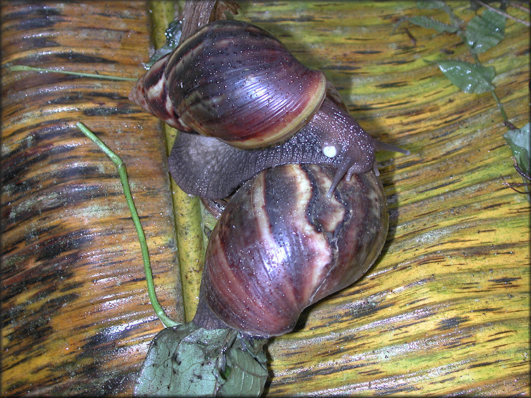 Lissachatina fulica (Bowdich, 1822)