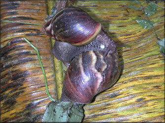 Lissachatina fulica (Bowdich, 1822)