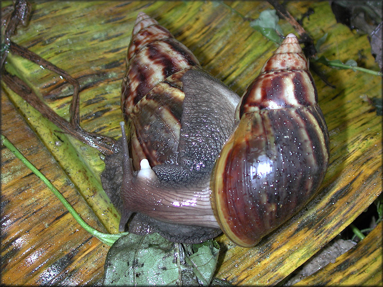 Lissachatina fulica (Bowdich, 1822)