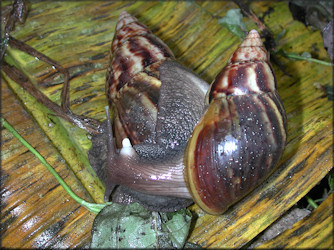 Lissachatina fulica (Bowdich, 1822)