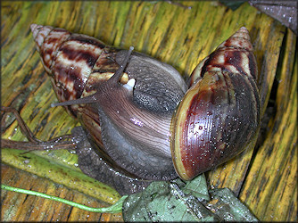 Lissachatina fulica (Bowdich, 1822)