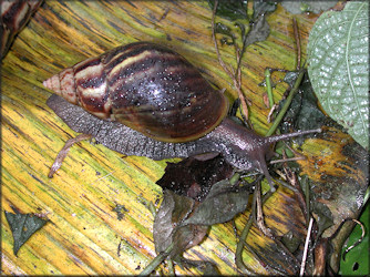 Lissachatina fulica (Bowdich, 1822)