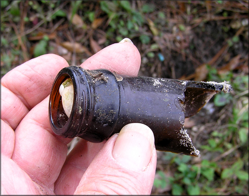 Mesodon thyroidus (Say, 1817) White-lip Globe In A Beer Bottle