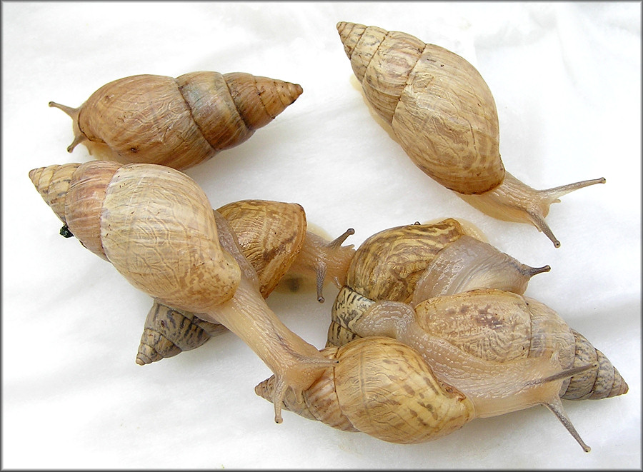 Bulimulus sporadicus (d’Orbigny, 1835)