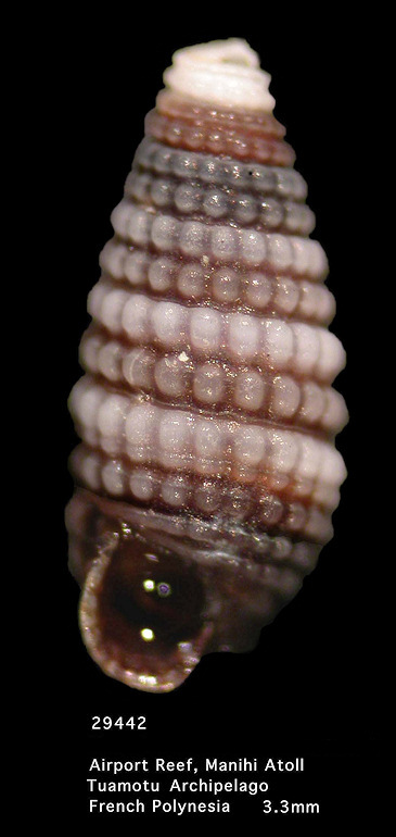 Opimaphora triticea (Pease, 1861)