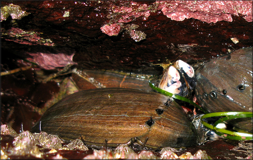 Haliotis cracherodii Leach, 1814 Black Abalone In Situ