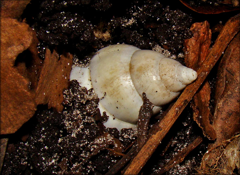 Liguus fasciatus Mller 1774 Florida Tree Snail Laying Eggs