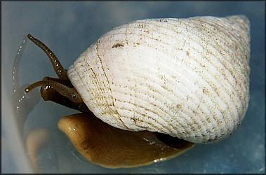 Littoraria irrorata (Say, 1822) Marsh Periwinkle