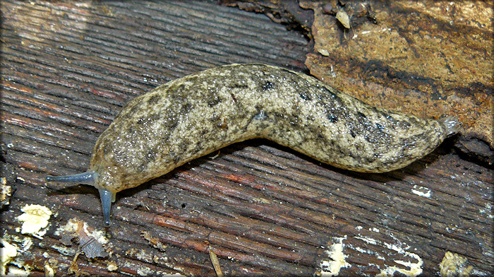 Philomycus carolinianus (Bosc, 1802) Carolina Mantleslug