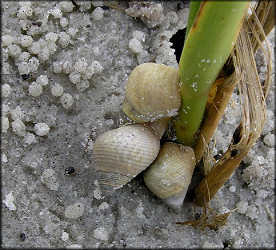 Littoraria irrorata (Say, 1822) Marsh Periwinkle