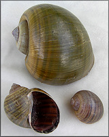 Channeled Apple Snail - Lake January, Manaus, Brasil