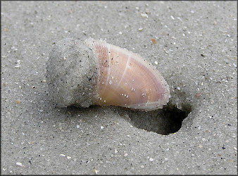 Donax variabilis Say, 1822 Variable Coquina In Situ