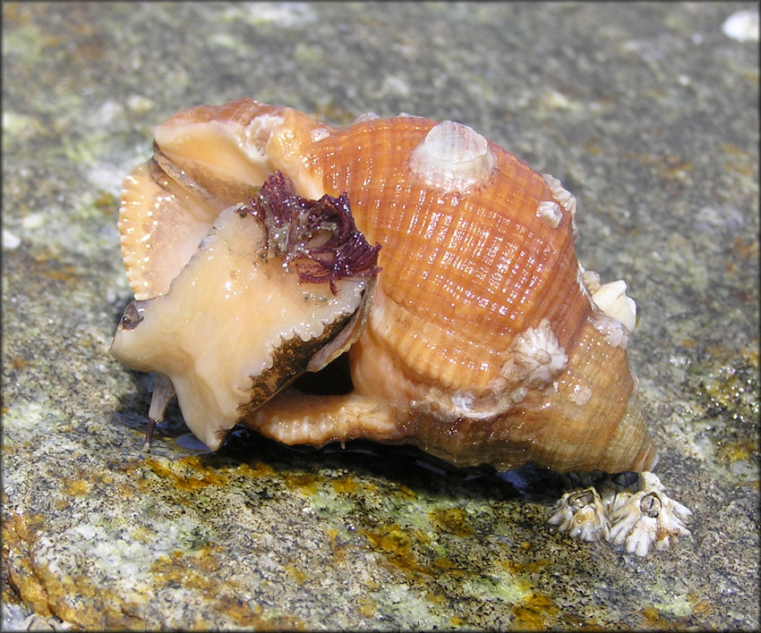 Stramonita haemastoma (Linnaeus, 1767) Florida Rocksnail