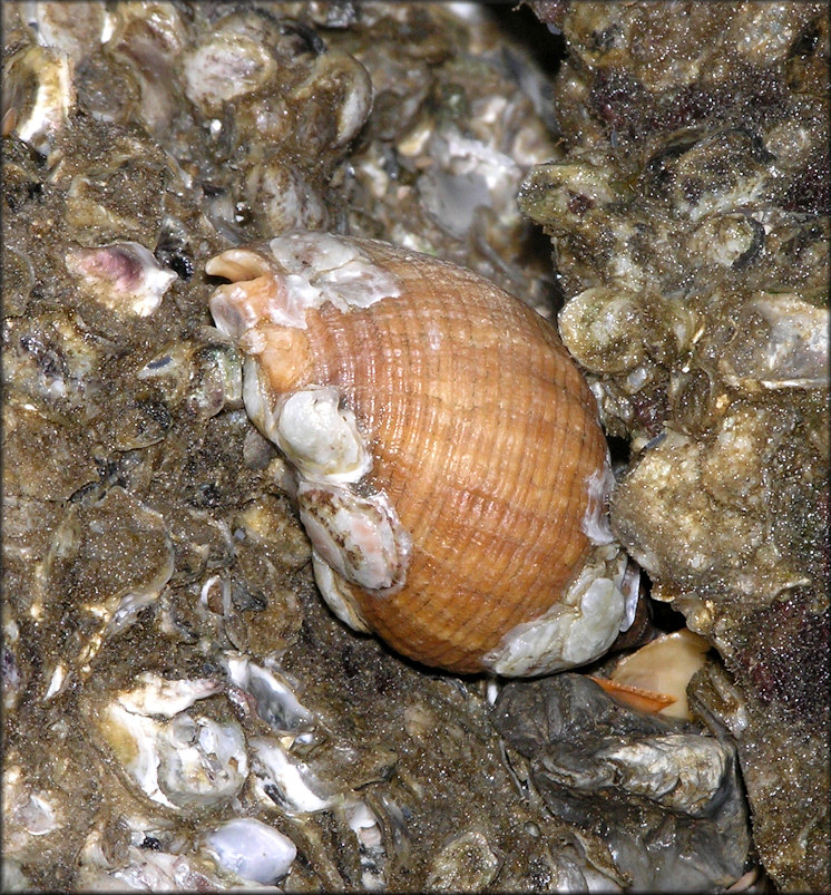 Stramonita haemastoma (Linnaeus, 1767) Florida Rocksnail