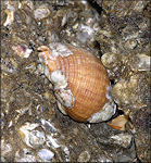 Stramonita haemastoma (Linnaeus, 1767) Florida Rocksnail