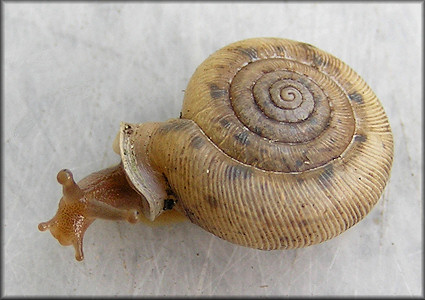 Daedalochila sp. aff. bicornuta (Pilsbry, 1900) Two-horn Liptooth Variant B - Sumter County