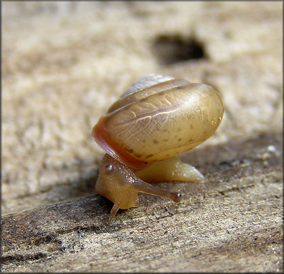 Praticolella mobiliana (I. Lea, 1841) Choctaw Scrubsnail