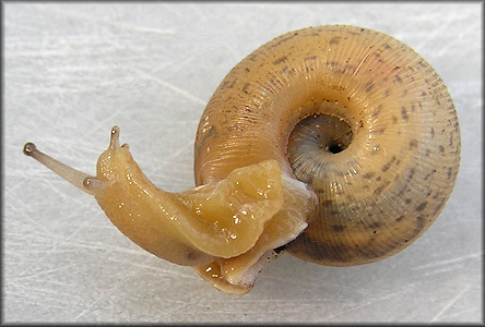 Daedalochila sp. aff. bicornuta (Pilsbry, 1900) Two-horn Liptooth Variant B - Sumter County