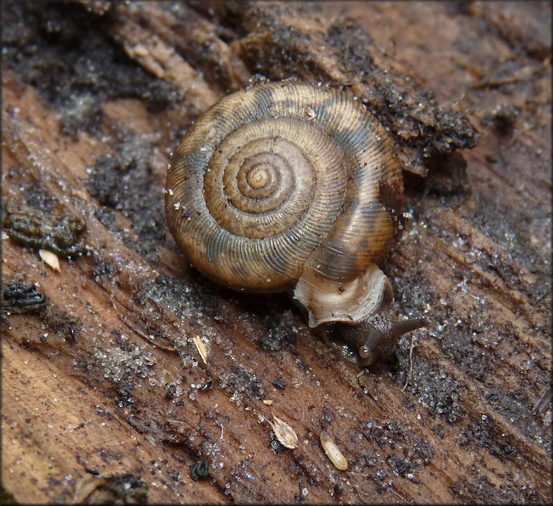 Very Large Daedalochila auriculata From Station Three West Of Bass Haven Lane