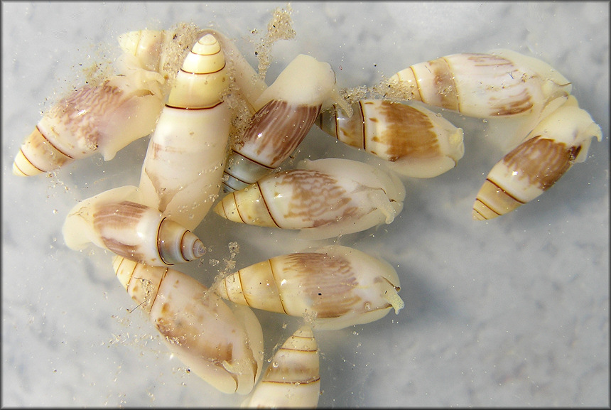 Olivella sp. aff. prefloralia Olsson and Harbison, 1953