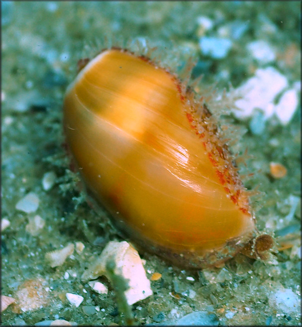 Erosaria acicularis (Gmelin, 1791) Atlantic Yellow Cowrie Juvenile