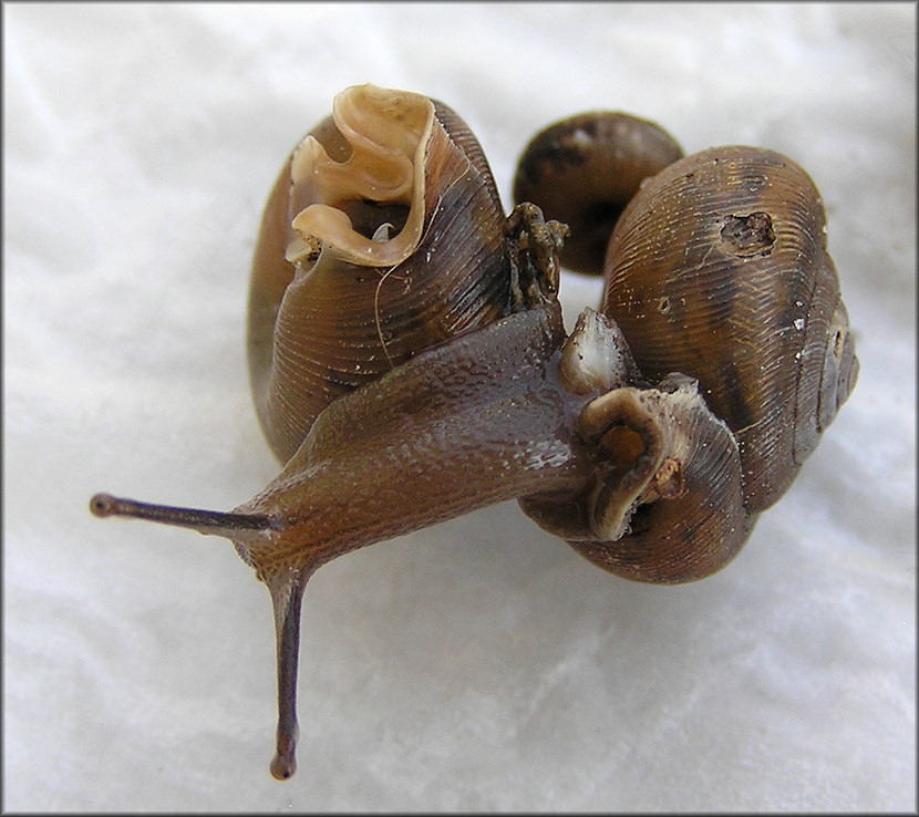 Some Of The Daedalochila Specimens Found At Site #3 On 2/23/2010