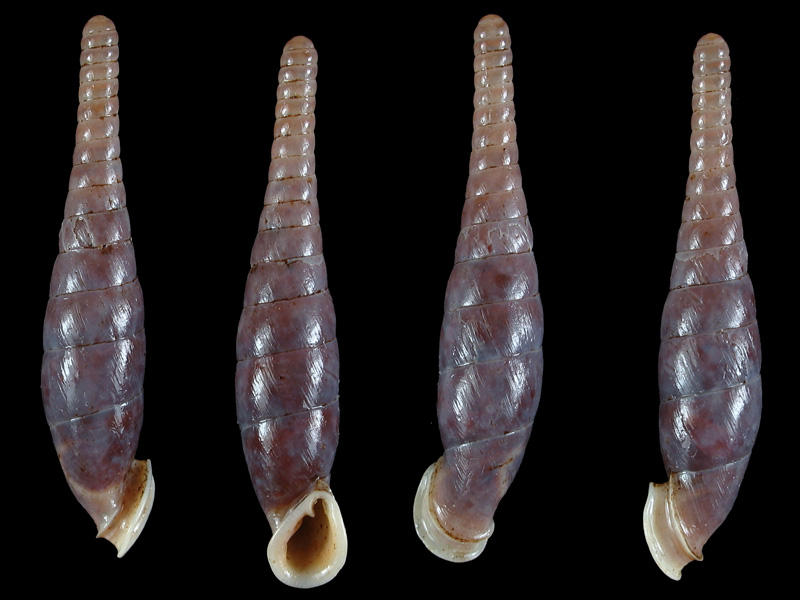 Falsiluna harryleei Grego and Szekeres, 2011 (dextral)