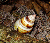 Liguus fasciatus Mller 1774 Florida Tree Snail Laying Eggs