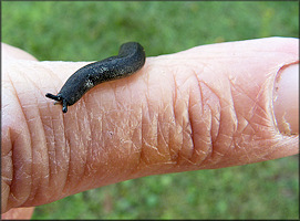 Belocaulus angustipes (Heynemann, 1885) Black-velvet Leatherleaf Juvenile