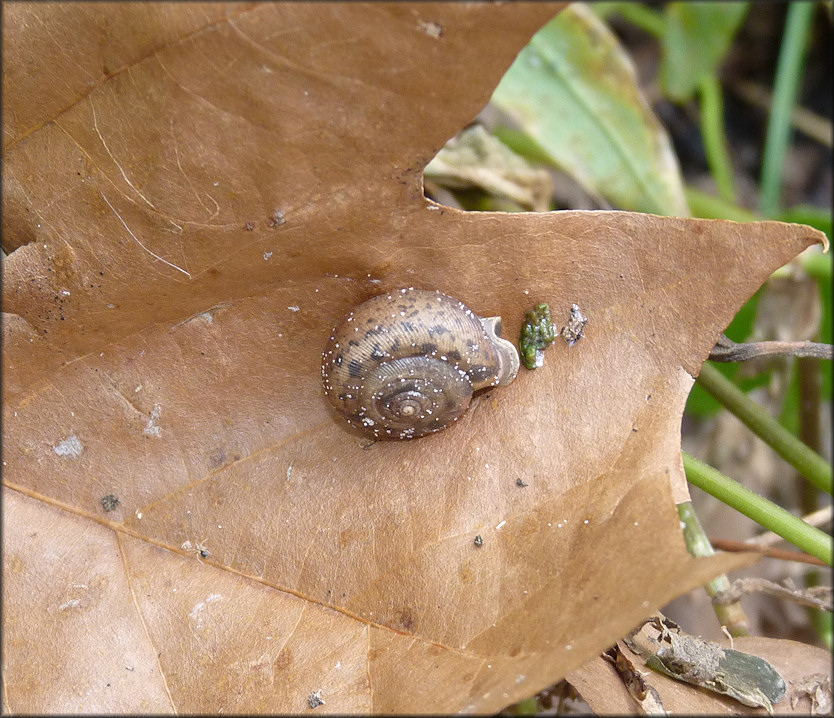 Daedalochila auriculata From Old St. Augustine Road In Situ