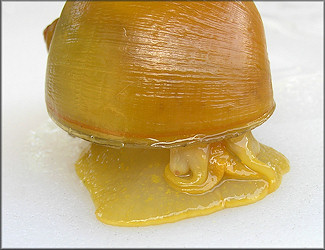 Colorful golden Pomacea maculata from the west end of the lake