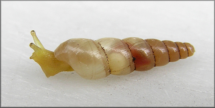 Subulina octona (Bruguire, 1792) Miniature Awlsnail