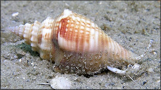 Strombus alatus Gmelin, 1791 Living Juvenile In Situ