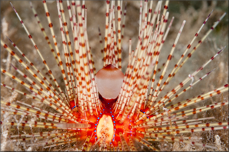 Astropyga magnifica A. Clark, 1934 Magnificent Urchin