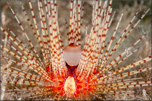 Astropyga magnifica A. Clark, 1934 Magnificent Urchin