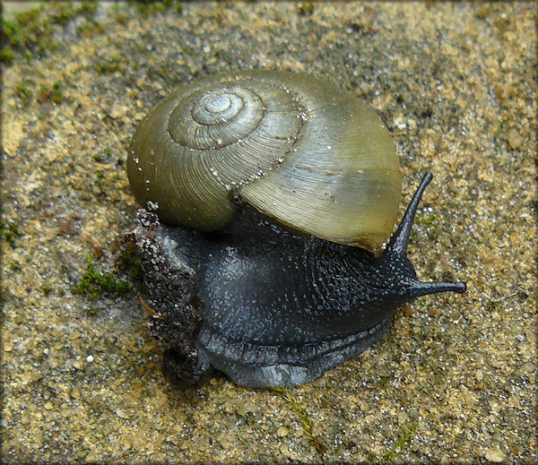 Mesomphix globosus (MacMillan, 1940) Globose Button